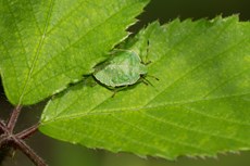Green shieldbug Palomena prasina, adult resting in-between two leaves, The Netherlands, July