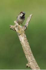 House sparrow Passer domesticus, adult male perched on a branch, The Netherlands, April