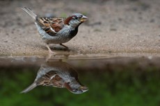 House sparrow Passer domesticus, adult male drinking from puddle, The Netherlands, July