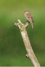 House sparrow Passer domesticus, adult female perched on a branch, The Netherlands, April