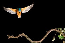 Common kingfisher Alcedo atthis, adult landing on branch, The Netherlands, July