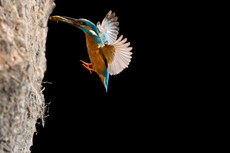 Common kingfisher Alcedo atthis, adult entering nest chamber, The Netherlands, July