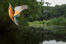 Common kingfisher Alcedo atthis, adult diving into river, The Netherlands, July