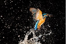 Common kingfisher Alcedo atthis, adult emerging from river with fish, The Netherlands, July
