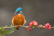 Common kingfisher Alcedo atthis, adult perched on branch, The Netherlands, March