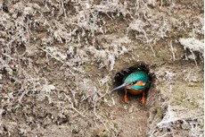 Common kingfisher Alcedo atthis, adult poking its head out of burrow, The Netherlands, March