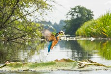 Common kingfisher Alcedo atthis, adult emerging from river with fish, The Netherlands, July