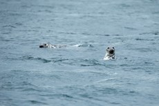 Grey seal Halichoerus grypus, two adults swimming off an island, Farne Isles, Northumberland, June