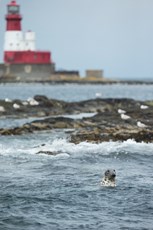Grey seal Halichoerus grypus, adult swimming off an island, Farne Isles, Northumberland, June