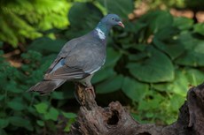 Wood pigeon Columba palumbus, adult perched on branch in garden, The Netherlands, July