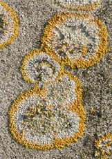 Lichen Calopaca aurantia, on tombstone, Bedfordshire, January