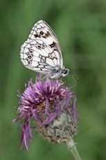 Marbled white butterfly Melanargia galathea, adult feeding on Knapweed flower, Bedfordshire, July