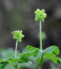 Moschatel Adoxa moschatellina, close up of plant, Pegsdon Hills Nature Reserve, Bedfordshire, April