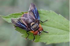 Parasitic fly Alophora hemiptera, resting on leaf, Bedfordshire, August