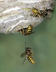 Saxon wasp Dolichovespula saxsonica, adult around nest entrance, Bedfordshire, June