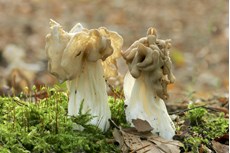 White helvella fungus Helvella crispa, growing in woodland ride, RSPB The Lodge Nature Reserve, Sandy, Bedfordshire, October