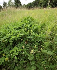 Wild liquorice Astragalus glycyphyllos, plants and habitat, Bedfordshire, July