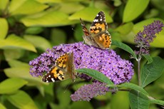 Painted lady butterfly Cynthia cardui, adults feeding on Buddleia flowers, Bedfordshire, August