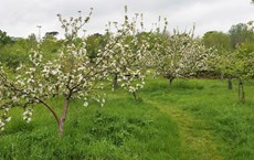 Mixture of blossom on apple trees, Clapham Park New Orchard, May 2019