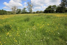 Unimproved pasture with Meadow Saxifrage with Ash trees in the background hedge dying from ash dieback disease, Flitwick Moor, Bedfordshire, May