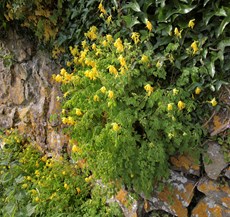 Yellow corydalis Corydalis lutea, growing on Sutton bridge, Bedfordshire, June