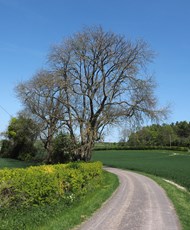 Ash tree Fraxinus excelsior, example of dead tree suffering from ash-dieback disease where in 2018 this tree was mostly covered in leaves, Pegsdon, Bedfordshire, May 2019