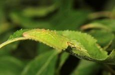 Black hairstreak butterfly Satyrium pruni, larva on stem of plant feeding, Bedfordshire, May