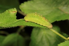 Black hairstreak butterfly Satyrium pruni, larva on stem of plant feeding, Bedfordshire, May