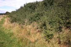 Blackthorn Prunus spinosa, hedgerow providing good wildlife habitat, Biggleswade Common, Bedfordshire, August