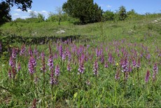 Chalk fragrant orchids Gymnadenia conopsea, cluster growing in old chalk pit, Bedfordshire, June