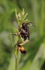 Digger wasp Argogorytes mystaceus, pseudocopulating with Fly orchid flower, Sundon Hills, Bedfordshire, May