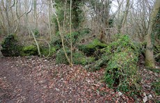 Fallen trees and stumps in woodland, Bedfordshire, January