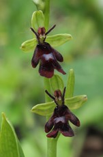 Fly orchid Orphrys insectifera, close up of individual plant, Bedfordshire, May