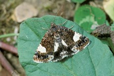 Four spotted moth Tyta luctuosa, adult resting on leaf, Yelnow New Wood, Bedfordshire, July