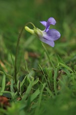 Heath dog violet Viola canina, single plant growing on Heathland, RSPB The Lodge Nature Reserve, Sandy, Bedfordshire, May
