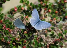 Holly blue butterfly Celastrina argiolus, adults feeding on cotoneaster growing in garden, Bedfordshire, May