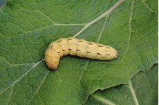 Large yellow underwing moth Noctua pronuba, larva on leaf, Rectory Park Wood, Bedfordshire, April