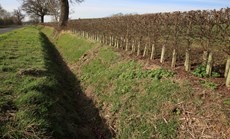 New hedgerow planted and ditch, near Shefford, Bedfordshire, March 2019