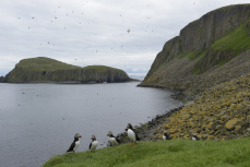 Atlantic puffin Fratercula arctica, colony at the Shiants RSPB Nature Reserve, The Minch, Western Isles, Scotland, UK, July