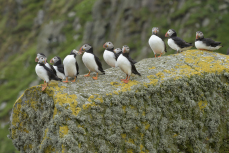 Atlantic puffin Fratercula arctica, colony at the Shiants RSPB Nature Reserve, The Minch, Western Isles, Scotland, UK, July