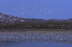 Snow goose Chen caerulescens and Sandhill crane Grus canadensis, wintering flock at dusk, Bosque del Apache NWR, New Mexico, United States, November