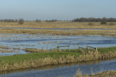 Flood meadows, RSPB Nene Washes Nature Reserve, Cambridgeshire, England, UK, January