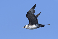 Pomarine skua Stercorarius pomarinus, adult in summer plumage in flight, Donegal Bay, Ireland, September