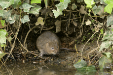 Water vole Arvicola amphibius, at rest on bank of small freshwater stream, Bedfordshire, England, UK, April