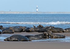 Atlantic grey seal Halichoerus grypus, adults lying on the shore by the Humber estuary, with Spurn lighthouse in background, Lincolnshire, England, UK, November