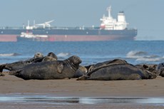Atlantic grey seal Halichoerus grypus, adults lying on the shore by the Humber estuary, with a cargo vessel in the background, Lincolnshire, England, UK, November