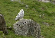 Snowy owl Nyctia scandiaca, adult female, Isle of Hirta, Saint Kilda, Scotland, UK, July