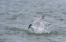 Sandwich tern Sterna sandvicensis, fishing for Sandeel, Cemlyn Bay, Anglesey, Wales, UK, July