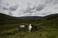 Welsh mountain ponies, group of wild ponies on the slopes of the Carneddau, Snowdonia National Park, Dolgarrog, Wales, UK, July