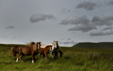 Welsh mountain ponies, group of wild ponies on moorland, Brecon Beacons National Park, Brecon, Wales, UK, July